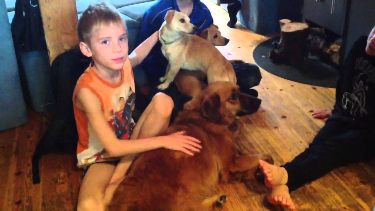 Let's adopt dogs in germany YouTube
