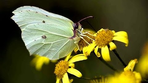 Brimstone Butterfly