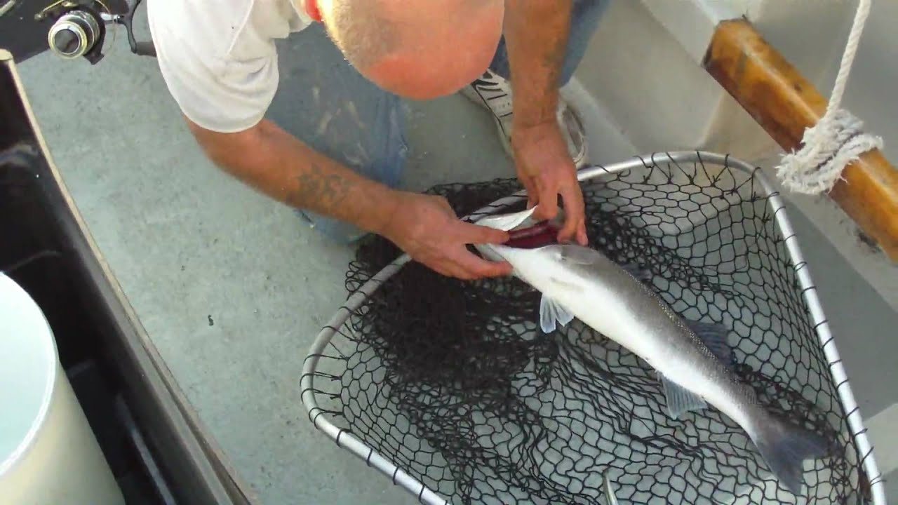 Bass Fishing on Dignity Charter Boat North Wales YouTube