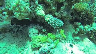 4K Diving Scuba Sharm El Sheikh (Part 39) - "Yalla" Team 2019 (Video by Sergei S.) HD 60fps 5.9.2019