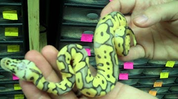The Clown Ball Python - An amazing morph!