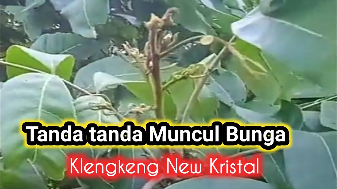 Tanda Tanda Kemunculan Bunga Klengkeng New Kristal #diamondriver#newkristal