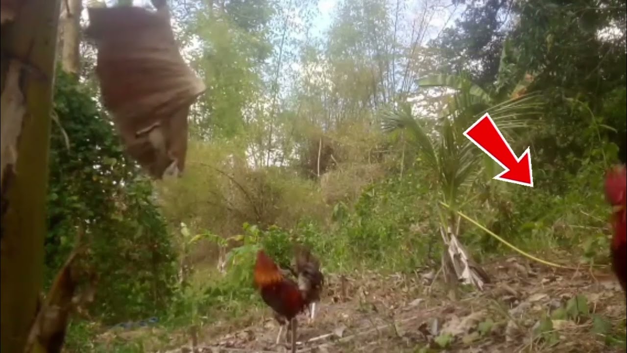 Reupload: unang gamit ko si walang palong, lumapit ng labuyong usiw pero diko alam May 2 labuyo
