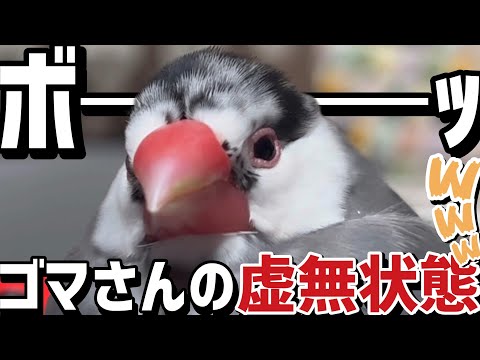 【文鳥】生き物は何故ボーっとするのか...www