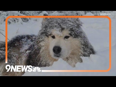 Video: Hur man skyddar husdjur från koldvädersrisker