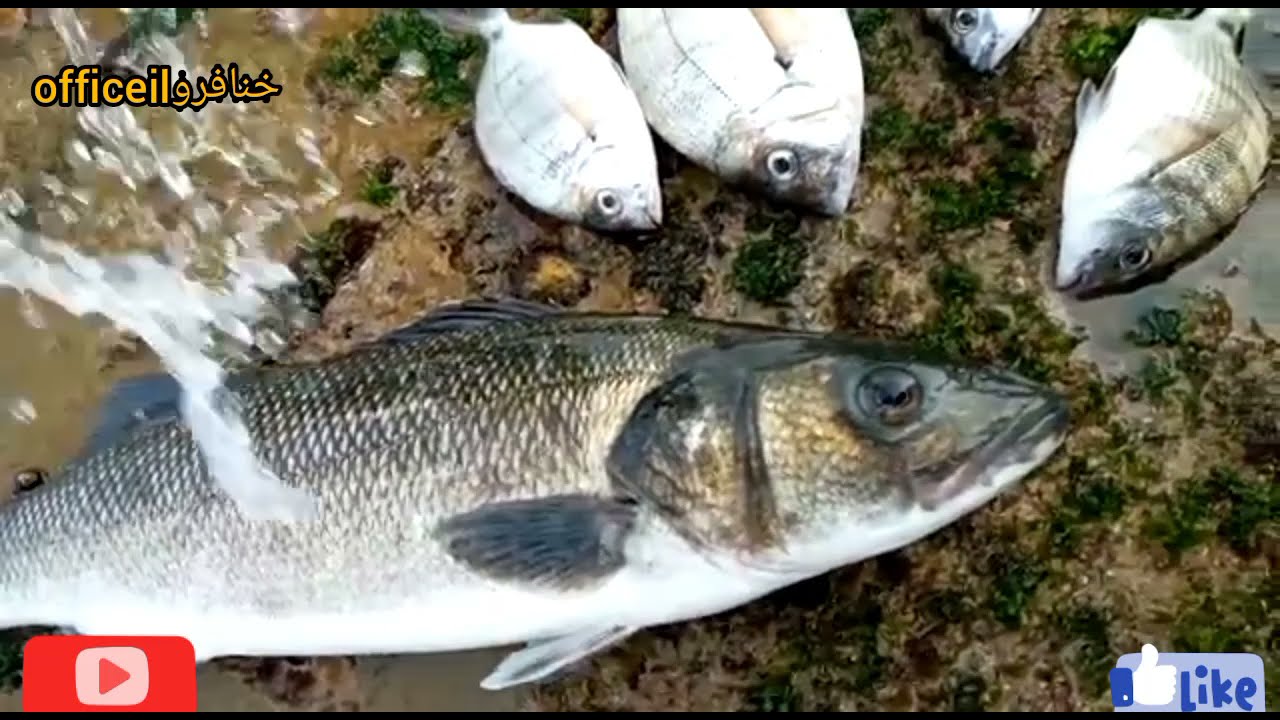 خنافرو يصتاد سمك الدرعي او قاروص او #بشوك  فرج ممتعة