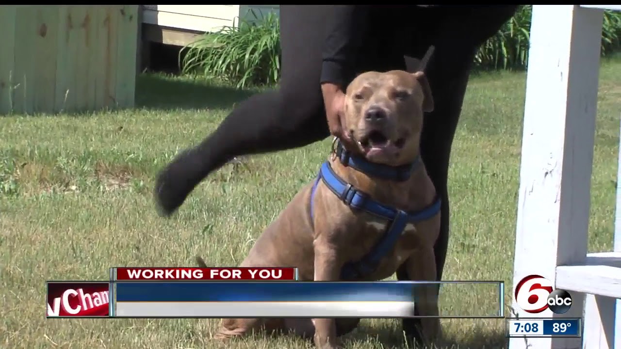 Animal Control Officers let dog owners know about heat ordinance for pets