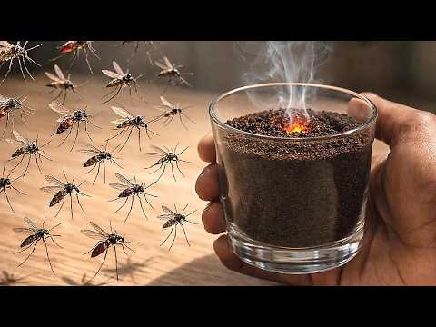 Isso acaba com MOSCAS, PERNILONGOS, MOSQUITOS (sem gastar 1 REAL)