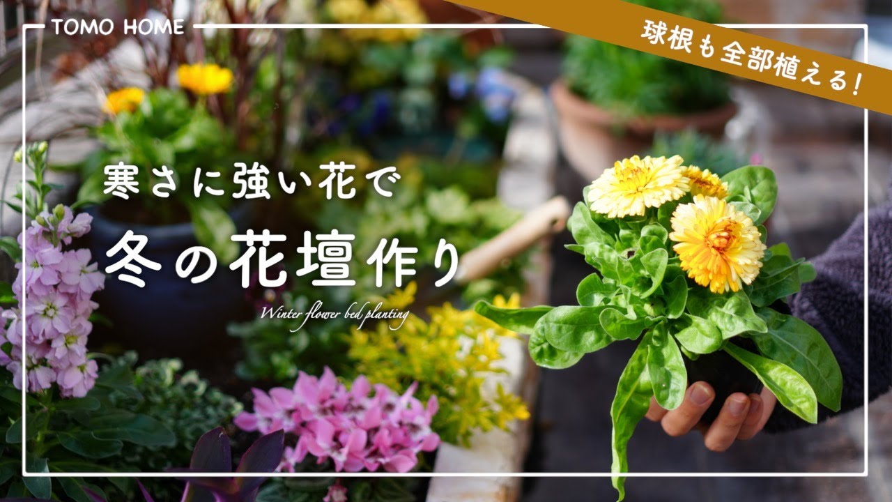 【園芸作業全部やる】寒さに強い花を花壇や鉢に植栽・球根も植えよう