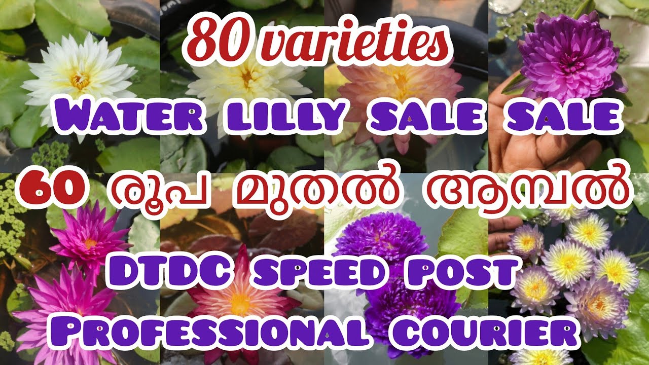 Waterlily sale video@Plantsofparadisee 
