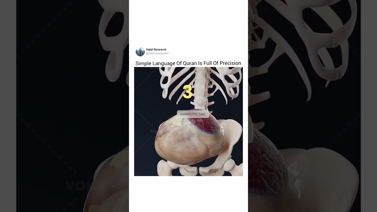 Quran About Three Layers Of Darkness In The Womb and science