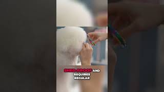 Bedlington Terrier: Lamb-Like Look, Courageous Heart Revealed!