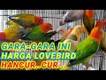 Garagara ini harga lovebird tidak kunjung naik