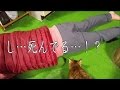 飼い主が死んだふりをすると猫は?【ドッキリ】