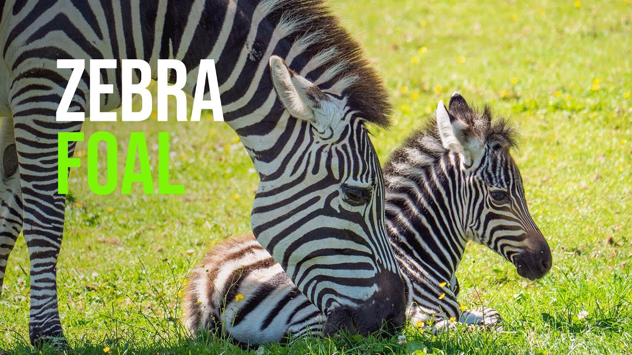 Zebra - ZooBorns