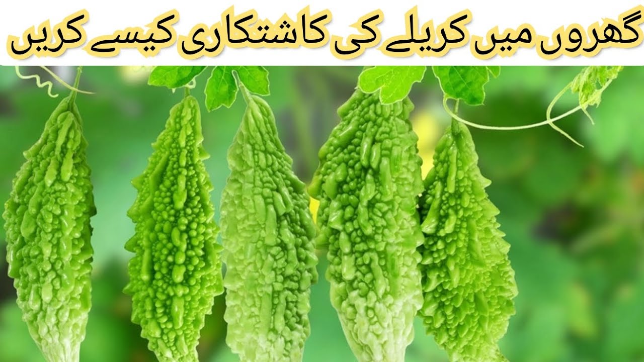 Best way to grow Bitter Gourd/melon from seeds at home| fast and easy method| #viral #subscribe #yt 