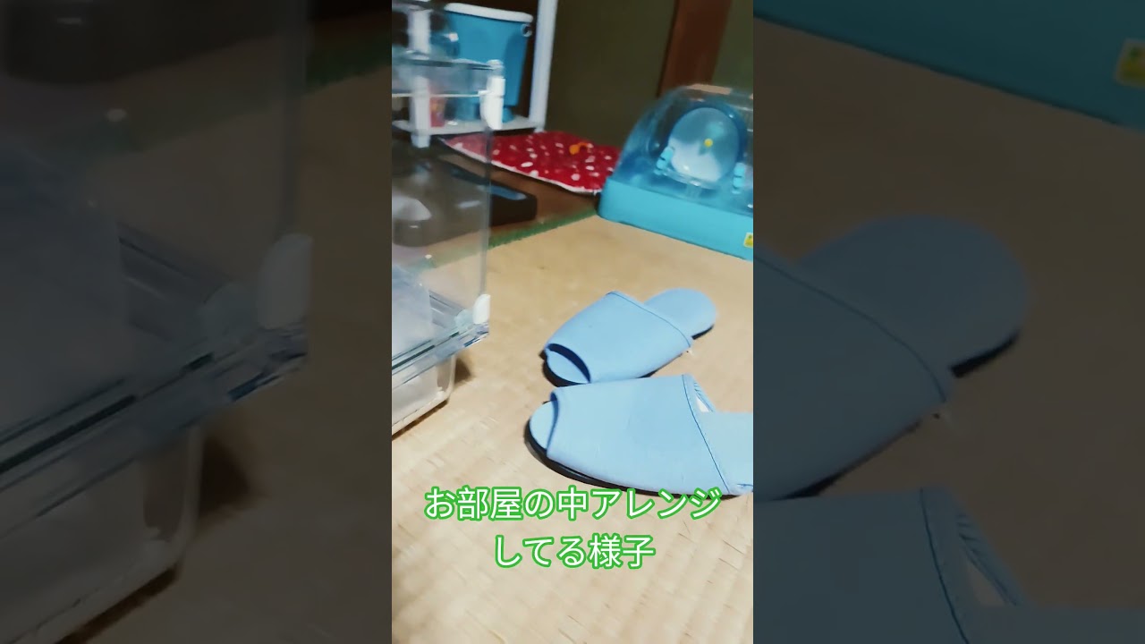 お尻が可愛い#ハムスター#hamster