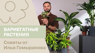 Вариегатные растения | Советы от Ильи Гомыранова