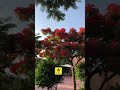 شجرة بونسيانا