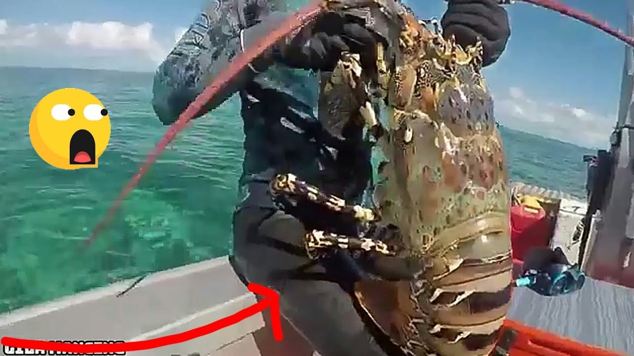Mencari lobster  terbesar  didunia big lobster  YouTube