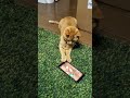 Kitty Wants to Destroy my Phone for a Cat Game