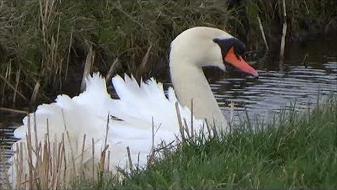 VRIJHEIDSWIJK(Leeuwarden)