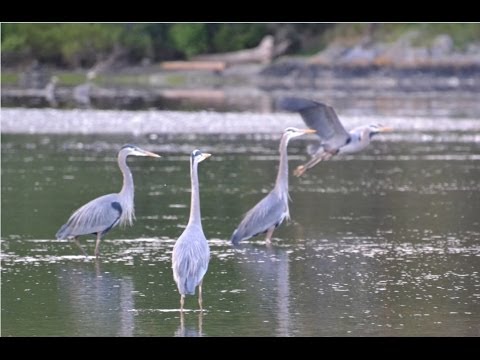Great Blue Herons at the Esquimalt Lagoon Migratory Bird Sanctuary camera iphone 8 plus apk