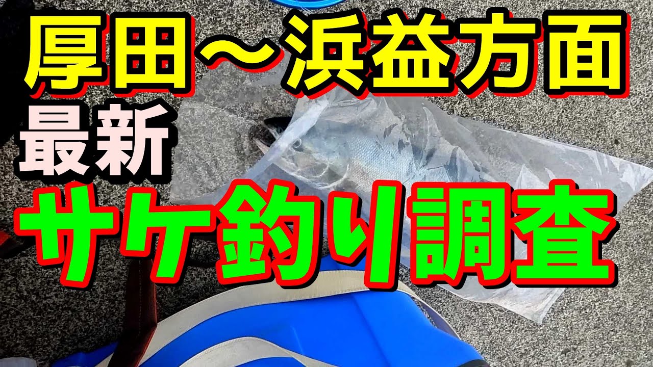 最新サケ釣り情報「厚田～浜益方面」ウジャウジャいる場所も！まだいけるか？漁港では「午後２時くらいに釣れました」とも【鮭釣り】