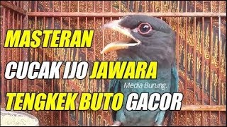 Download Mp3 Masteran Cucak Ijo Jawara Dan Pancingan Cucak Hijau Agar Gacor Tengkek Buto Gudang lagu Download Mp3 Masteran Cucak Ijo Jawara Dan Pancingan Cucak Hijau Agar Gacor Tengkek Buto