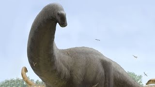 The Evolution of Sauropods