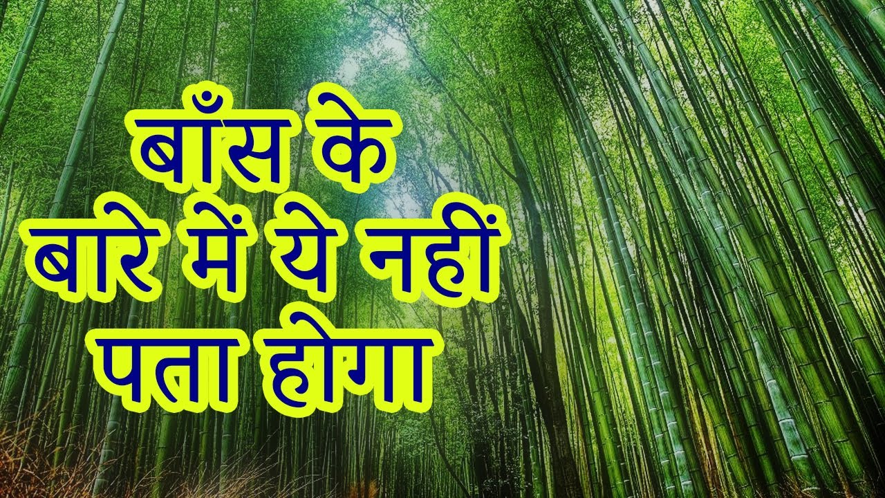 Amazing Facts About Bamboo 