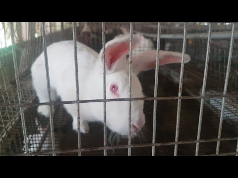 Rabbit Farming In Hyderabad.