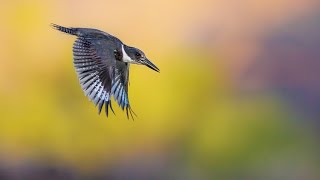 Belted King Fisher