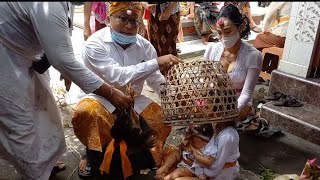 3 Bulanan Komang Ayu Rara Aletha Putri 15 Februari 2022 #nyambutin