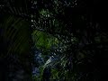 Nobody Visits This Forest at Night ⛈🌲Rain Sounds | Relax #sleep #shorts #rain