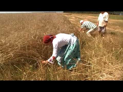 Wideo: Sierp (22 Zdjęcia): Co To Jest? Jak To Wygląda I Do Czego Służy? Jak Pracować Z Sierpem Trawy Ogrodowej? Jak To Wyostrzyć?