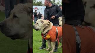 This Dog is literally a GENTLE GIANT! 😳🐕 #shorts