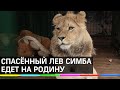 Путь спасения льва Симбы: Дагестан-Челябинск-Танзания