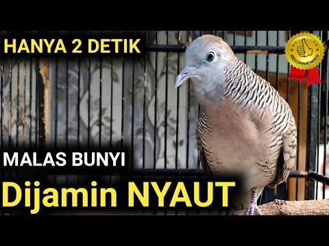 99% NYAUT..!! Perkutut Lokal Gacor ini Ampuh Merangsang Bunyi Perkutut Lokal Manapun Dijamin RAMAI