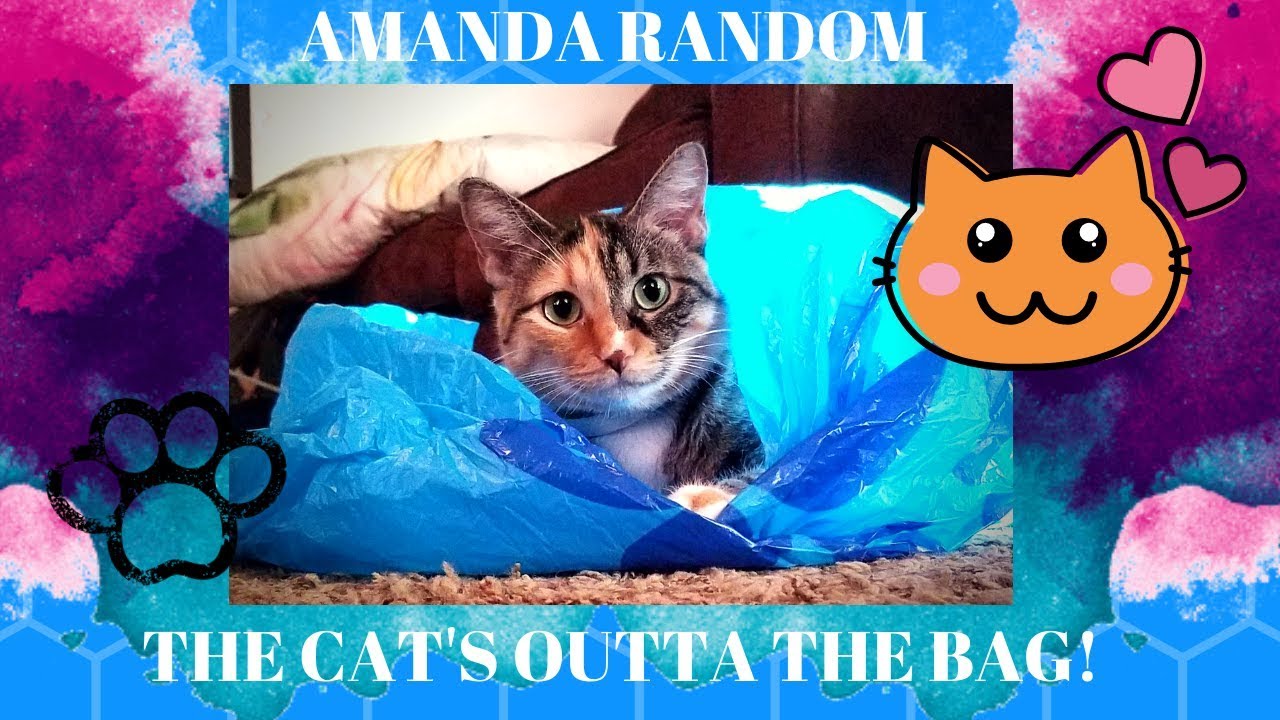 QUICK VLOG : WELL THE CAT'S OUT OF THE BAG !! JAN 2019/ AMANDA RANDOM ...