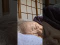ライブ ハイライト #おばあちゃん #眠る