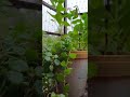 Balcony vibes #trending #follow #plants #viralvideo #shorts #vibes