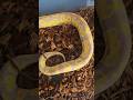 Banana OD GHI Het Clown ♀️🔥 #ballpython #royalpython #reptiles #ballpythonsnake #clownballpython