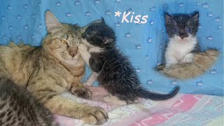 Poor Kitten is Happy to Meet his Foster Mom Cat, Will She Love. CUTE KITTEN Nursed by Foster MOM CAT by Moo Kittens 942 views 13 days ago 1 minute, 56 seconds