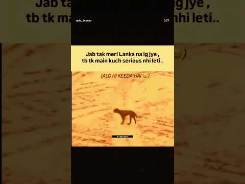 #comedy#funny#shorts#cat#youtube