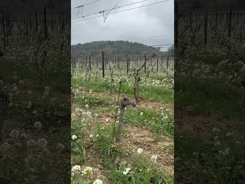 🌸 Portel-des - Corbières, France