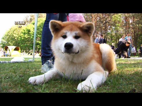 Video: Tiesiogiai Iš Niujorko - Vestminsterio šunų Paroda