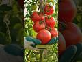 Tomato Seed to Tree + More Tomato Grow #greenrooftop #gardenflower #gardenflower #growhappy