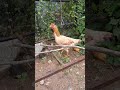 வீட்ல வேலை செய்யாம எங்கடி ஊர் சுத்துற #funny_chicken #kozhi_koothugal #comedy #petscomedy #funny