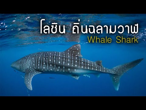 โลซิน-ถิ่นฉลามวาฬ-WhaleShark-o